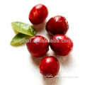 Manufacterer Supply Natural Cranberry Extract